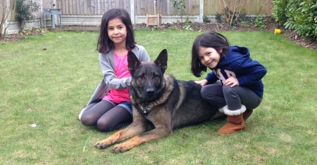 Family protection dogs. Protection for family