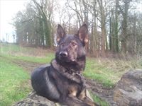 Protection Dog Ivan SOLD