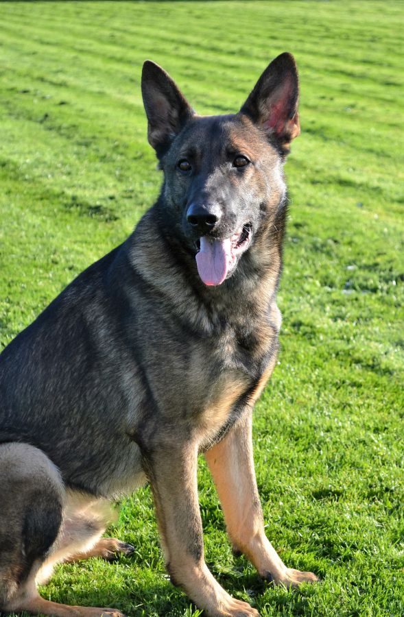 Fully Trained Protection Dogs For Sale Arrack