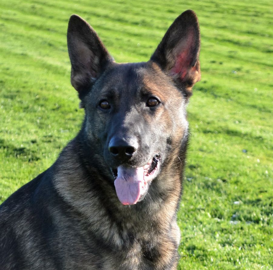 Fully Trained Protection Dogs For Sale Arrack