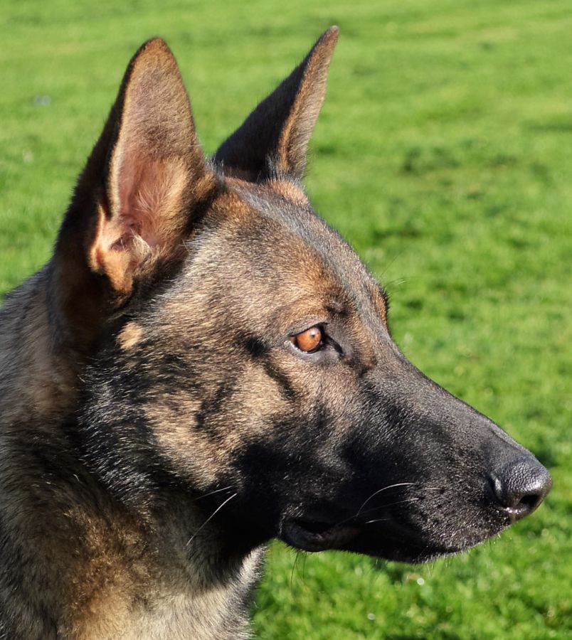 Fully Trained Protection Dogs For Sale Arrack