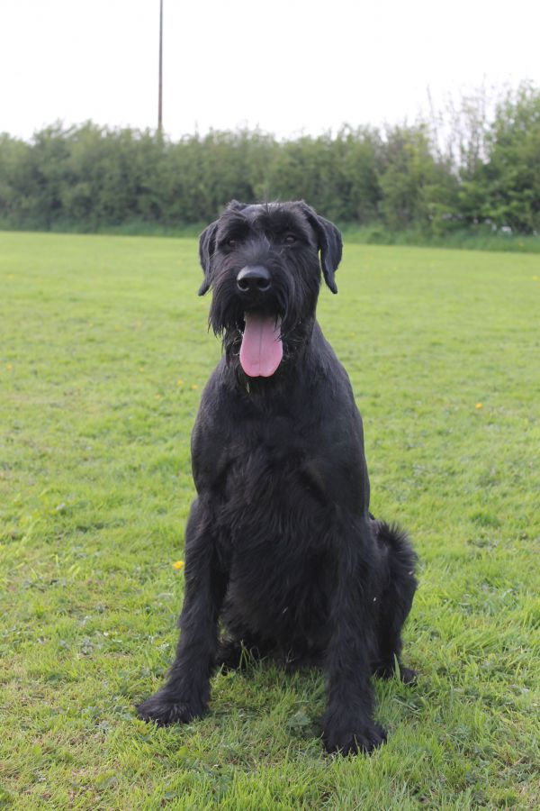 Family Protection Dogs For Sale UK K9 Protector