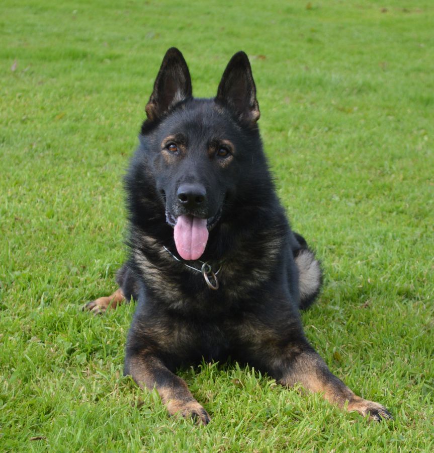 Family Protection Dogs For Sale UK K9 Protector