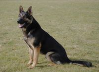 PROTECTION DOG HYKO SOLD