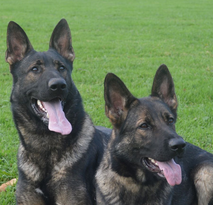 Family Protection Dogs For Sale UK K9 Protector