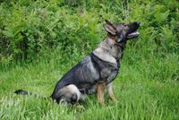 Protection Dog  Heidi SOLD