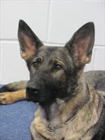 Protection Dog Hanna SOLD