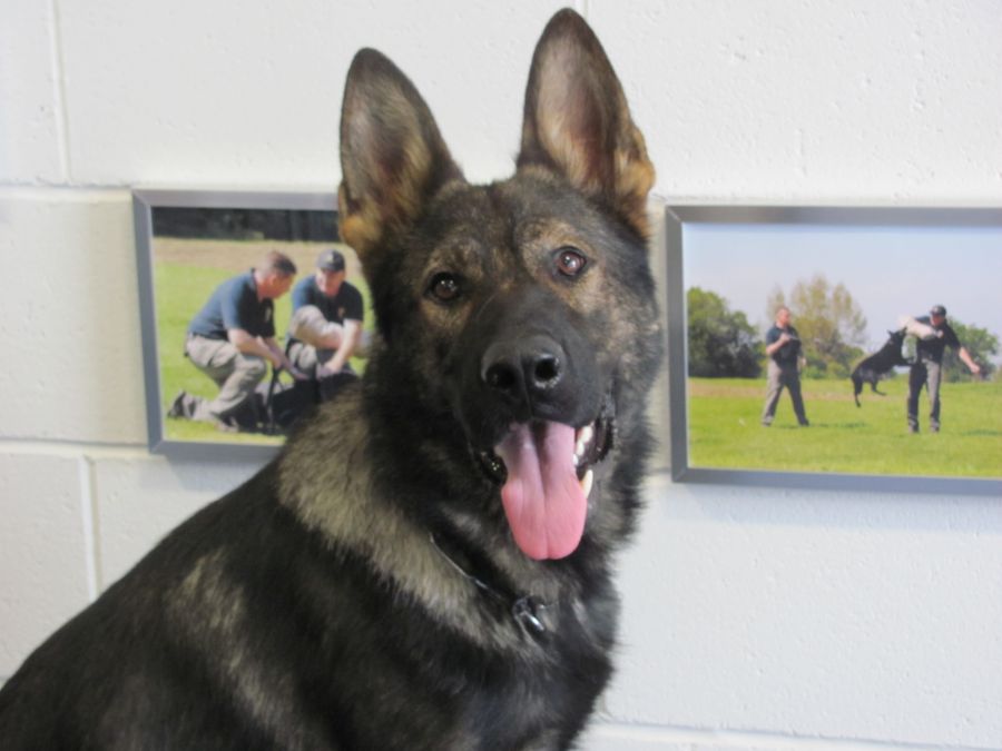 Family Protection Dogs For Sale UK K9 Protector