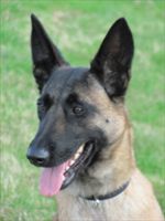 Protection Dog Cukko SOLD