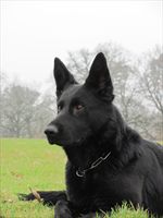 PROTECTION DOG QUEENA