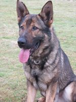 PROTECTION DOG ROCKET