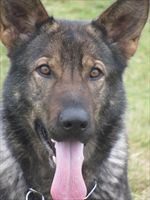 PROTECTION DOG TOFFEY SALE PENDING