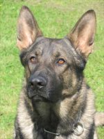 PROTECTION DOG USSO