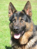PROTECTION DOG JACK