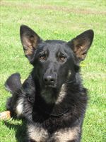 PROTECTION DOG HENA