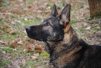 PROTECTION DOG IAX SOLD