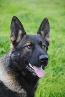 Protection Dog Mack SOLD