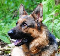 Protection Dog Omar SOLD