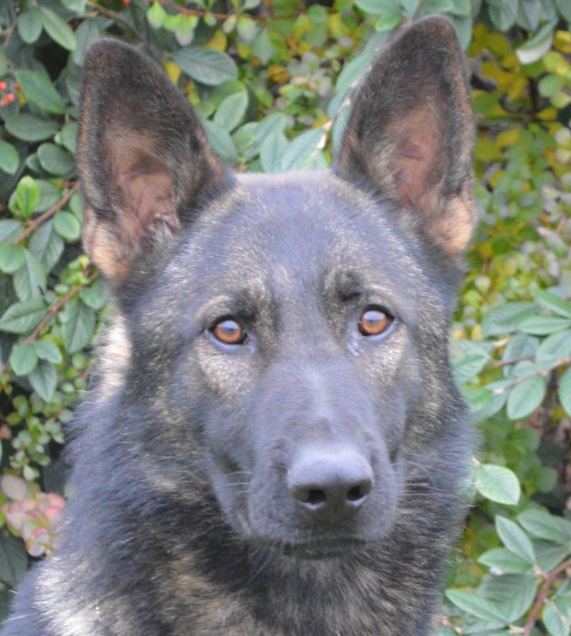 Family Protection Dogs For Sale UK K9 Protector