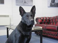 Protection Dog Quarrit SOLD