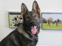 Protection Dogs Uk