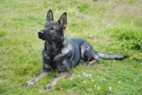Protection Dog Lasso