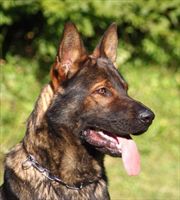 Protection Dog Axle SOLD