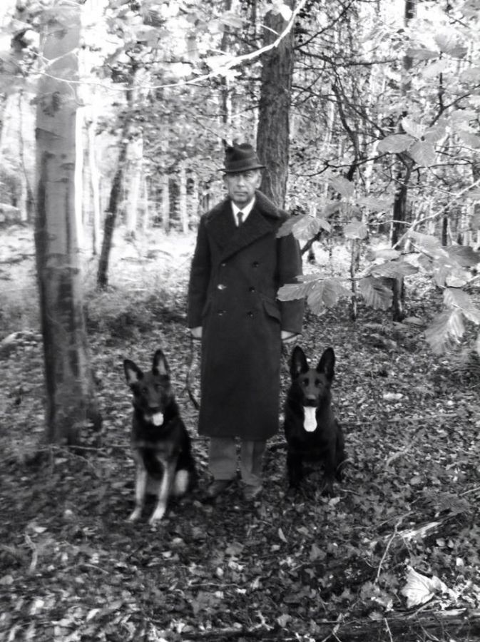 family protection for sale family protection dogs for sale uk k9 protector family protection for sale family protection dogs for sale uk k9 protector