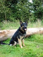 Protection Dog Jarro Now Sold