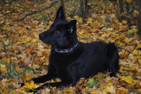 Protection Dog Odin SOLD