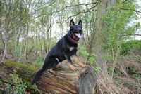 Protection Dog - Oxana...SOLD