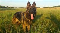 Protection Dog Reka SOLD