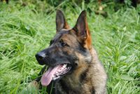 Protection Dog Renko SOLD