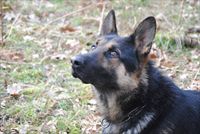 PROTECTION DOG YALDY SOLD
