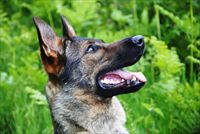 Protection dog - Yveta SOLD