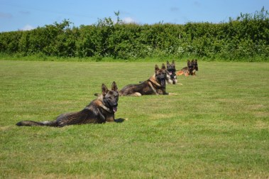group obedience