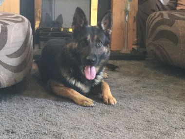 Elite Protection Dog Knox on home test