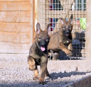 Protection dog puppies for sale - K9 Protector