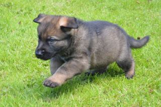 Protection dog puppies for sale when trained - K9 Protector