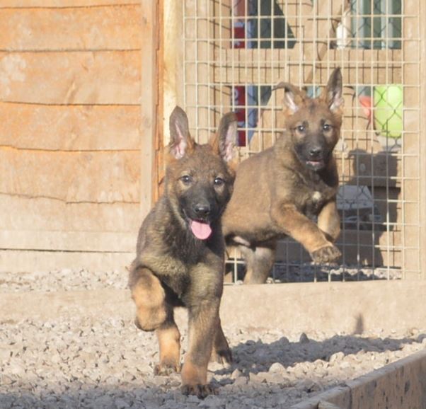 Puppies being trained to be obedient protection dogs - for sale