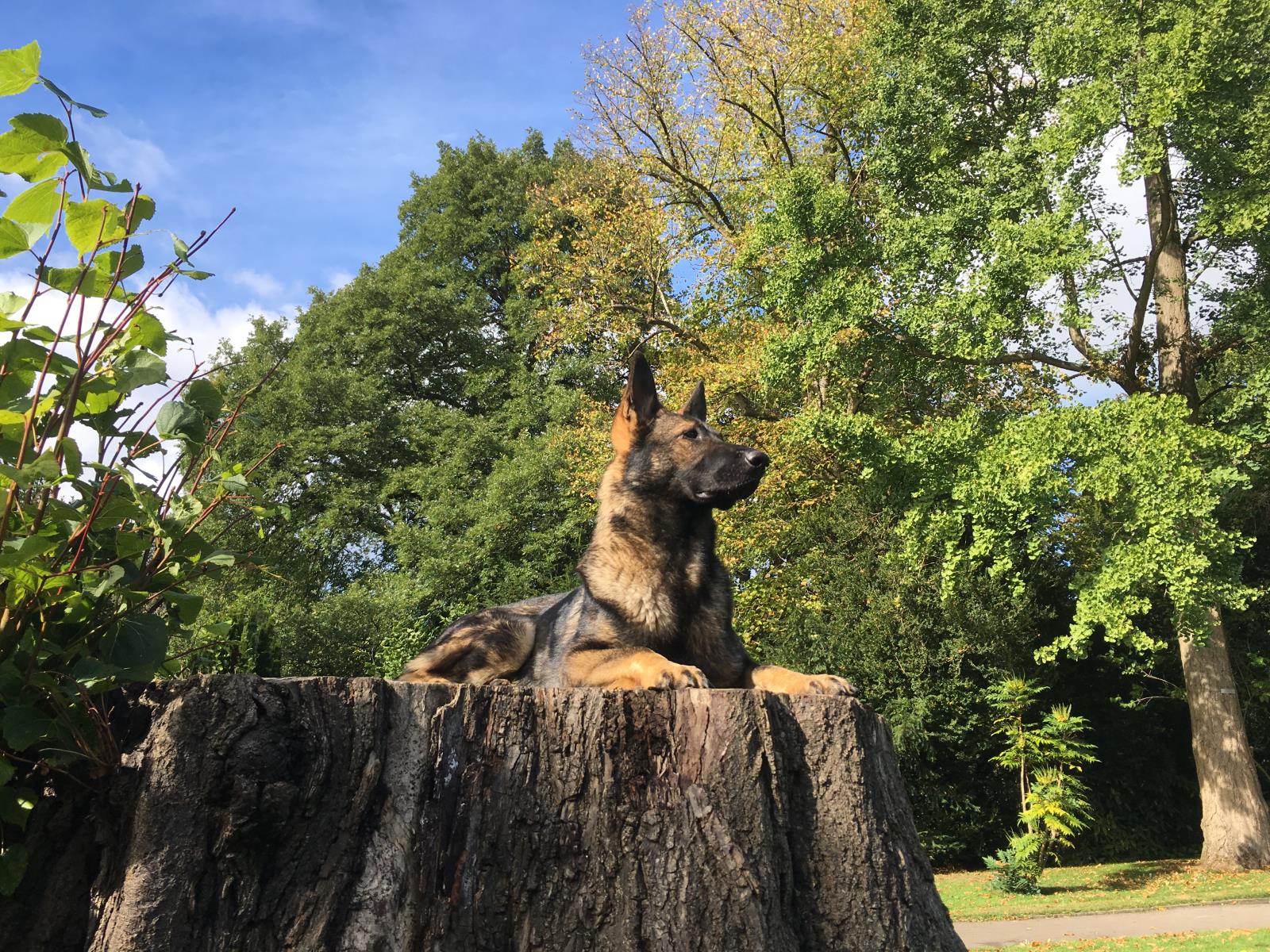 Trained German Shepherd dog for family protection