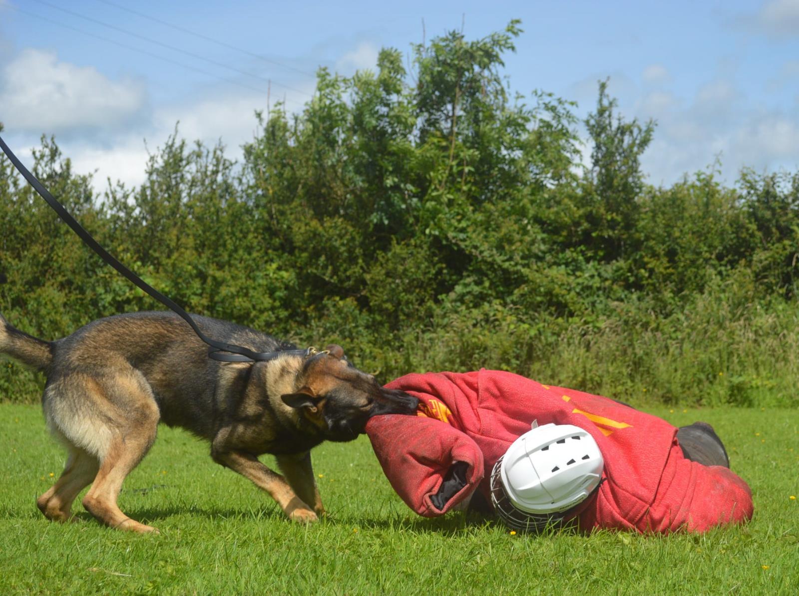 BEN SKIDMORE PROTECTION DOG TRAINER