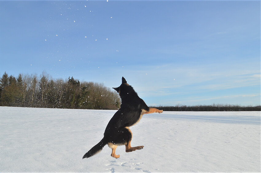 German shepherd protection dogs at K9 Protector