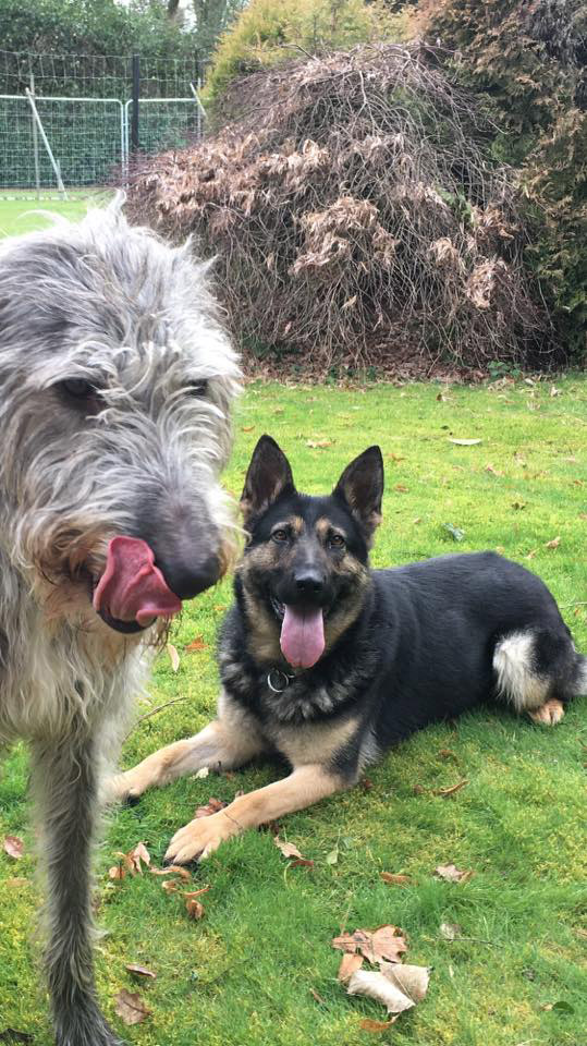 Home protection - matching your protection dog to your family
