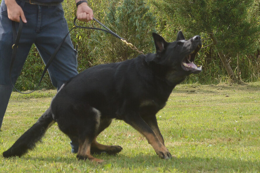 Trained security dogs - safety when you live in a remote area