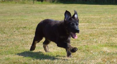 German Shepherd Puppies For Sale