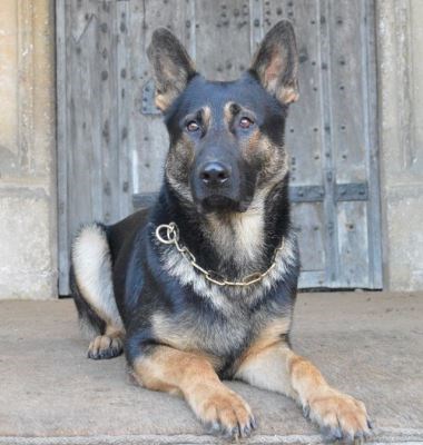 Estate and Personal Protection Dog Hyko