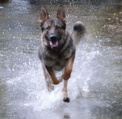 Protection Dogs Keeping Cool In The Hot Weather 