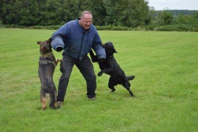 Protection Dogs Bibi and Odin