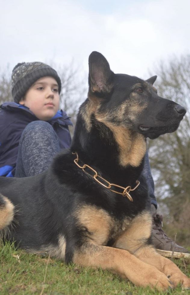 Keeping your protection dogs trained